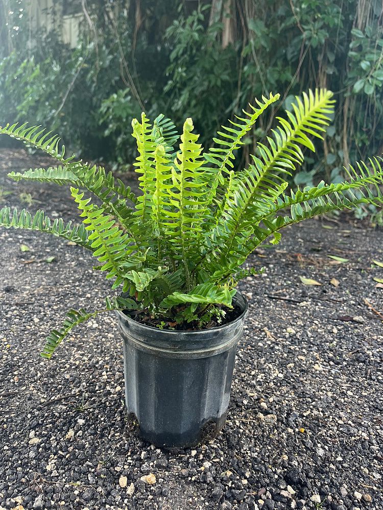 nephrolepis-obliterata-austrailian-sword-fern