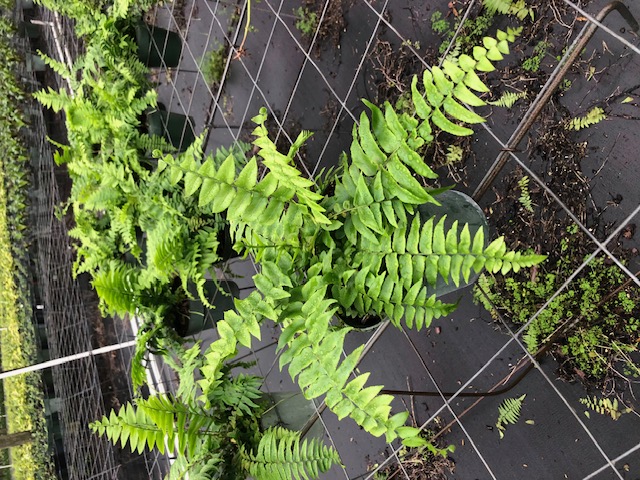 nephrolepis-obliterata-kimberly-queen-kimberly-queen-fern