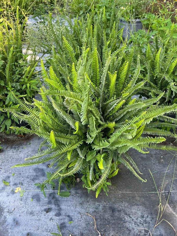 nephrolepis-obliterata-kimberly-queen-kimberly-queen-fern