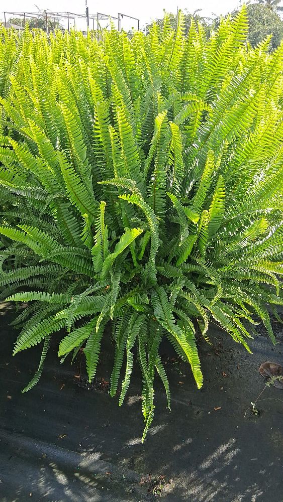 nephrolepis-obliterata-kimberly-queen-kimberly-queen-fern