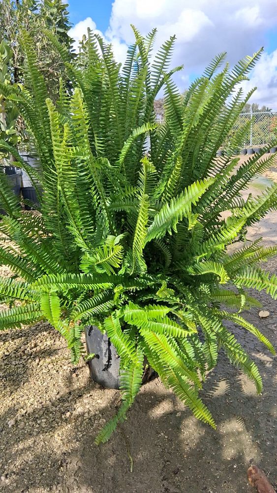 nephrolepis-obliterata-kimberly-queen-kimberly-queen-fern