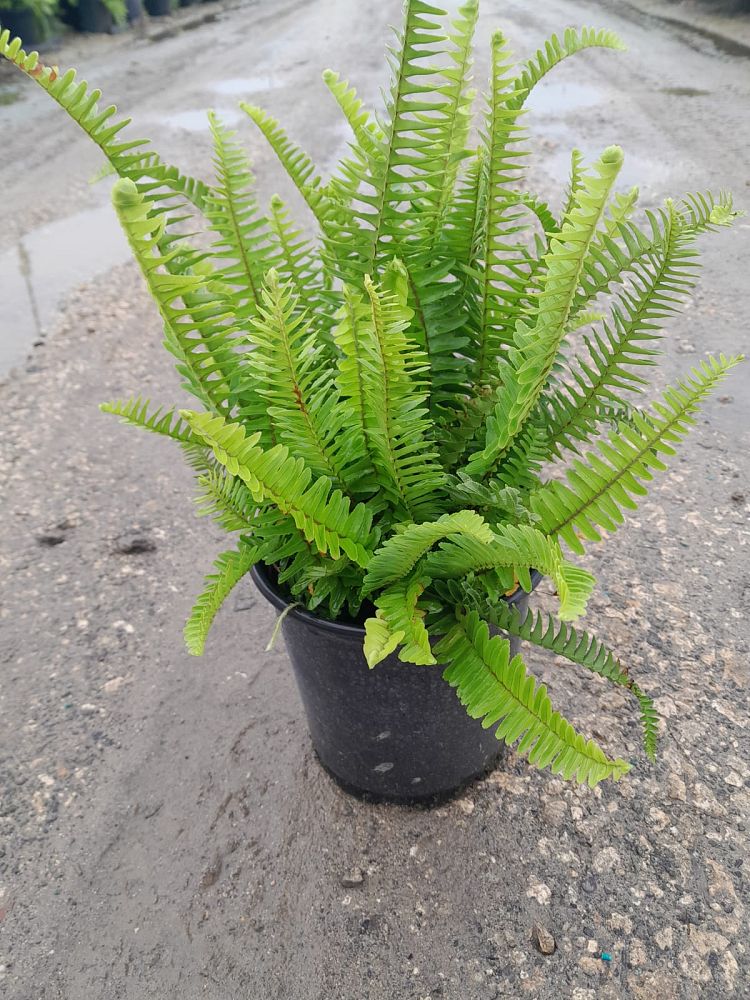 nephrolepis-obliterata-kimberly-queen-kimberly-queen-fern