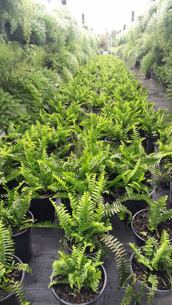 nephrolepis-obliterata-kimberly-queen-kimberly-queen-fern