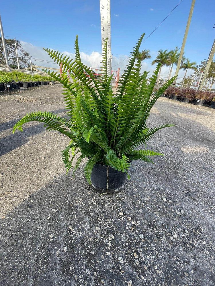 nephrolepis-obliterata-kimberly-queen-kimberly-queen-fern