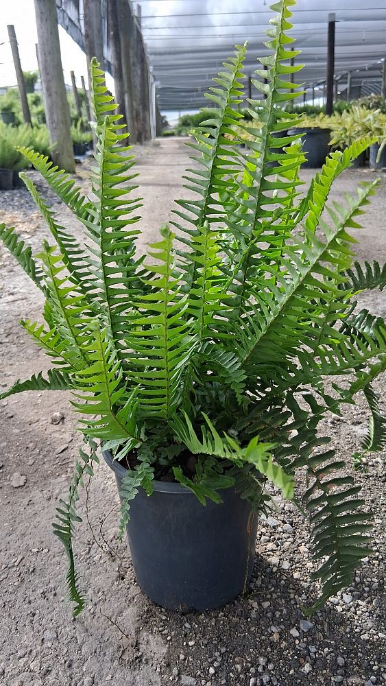 nephrolepis-obliterata-kimberly-queen-kimberly-queen-fern