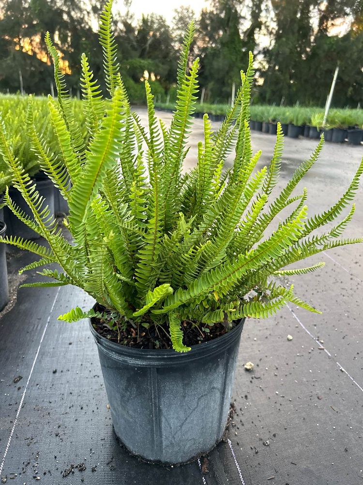 nephrolepis-swordfern