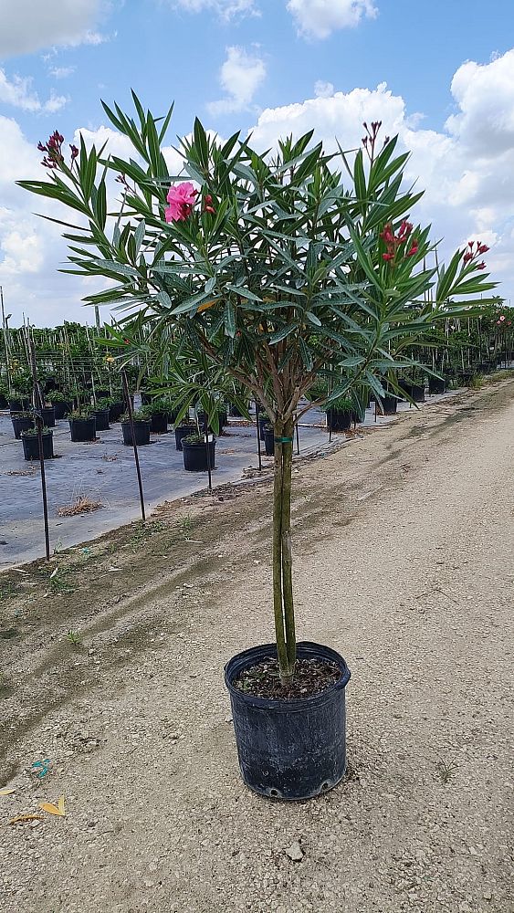 nerium-oleander-calypso-oleander