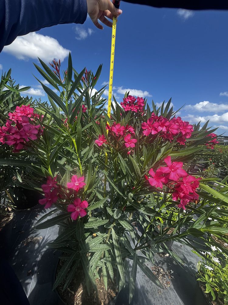 nerium-oleander-calypso-oleander