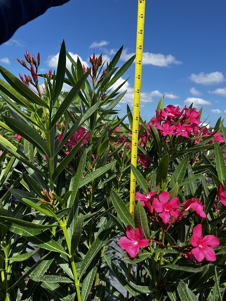 nerium-oleander-calypso-oleander