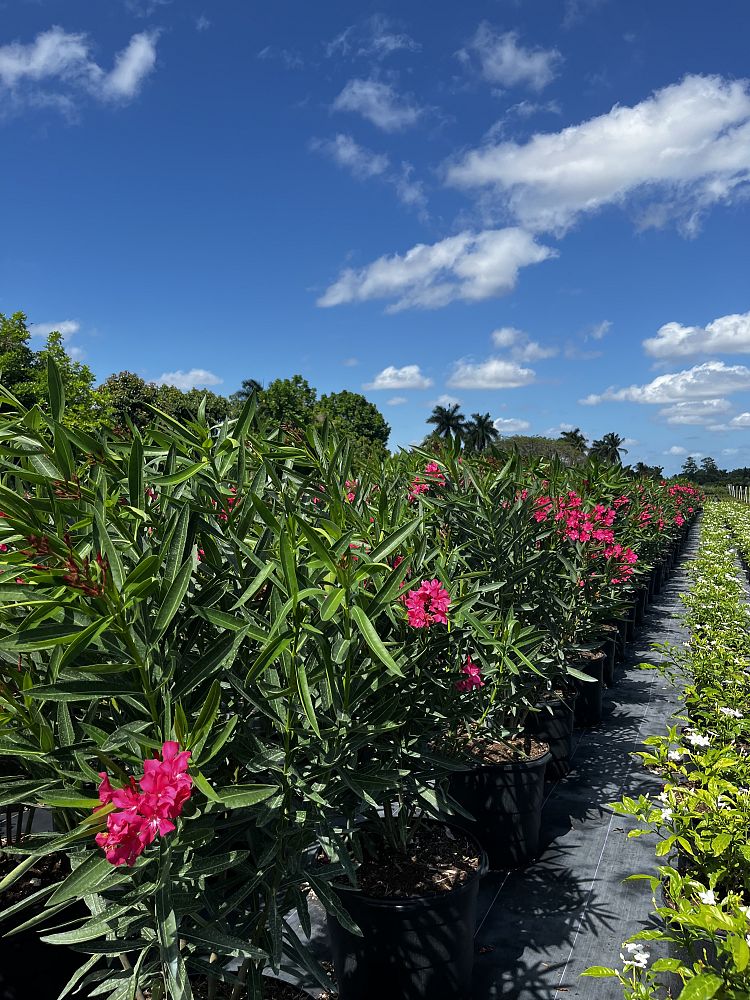 nerium-oleander-calypso-oleander