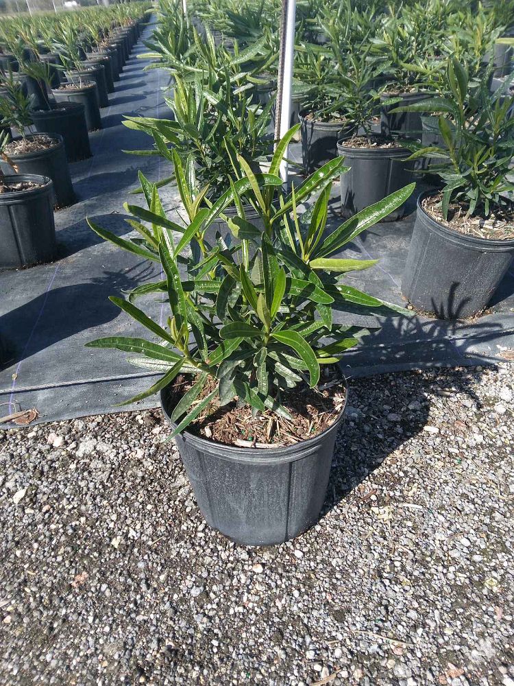nerium-oleander-dwarf-oleander