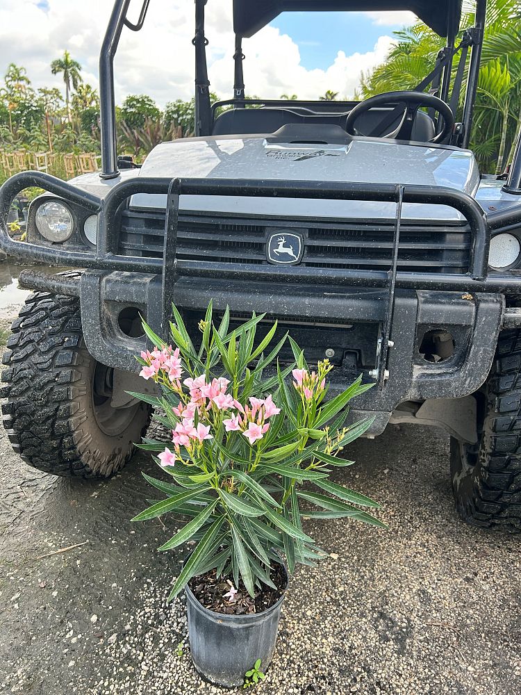 nerium-oleander-dwarf-pink-ice-oleander