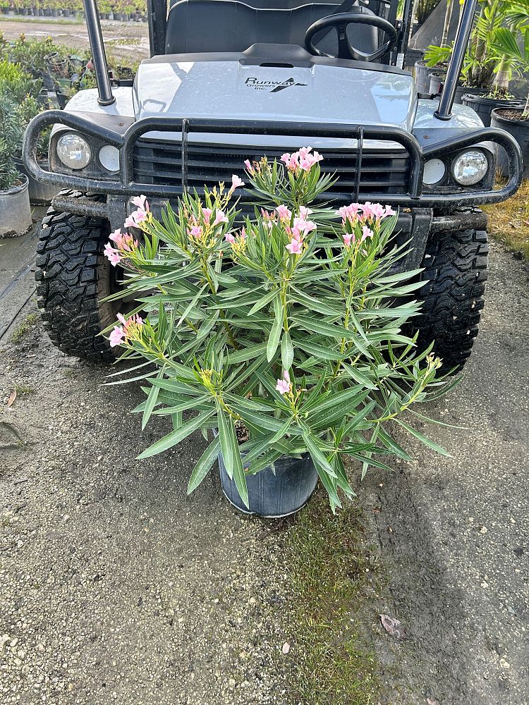 nerium-oleander-dwarf-pink-ice-oleander