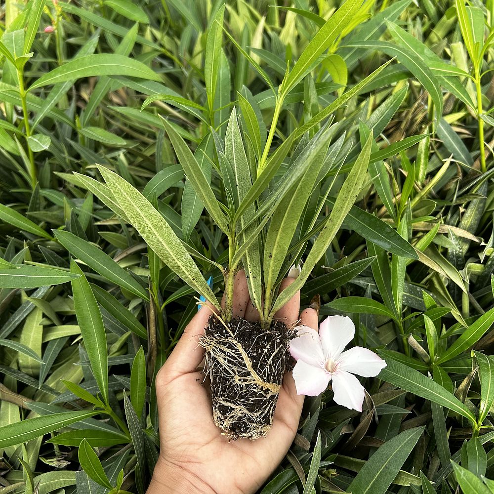 nerium-oleander-ice-pink-oleander