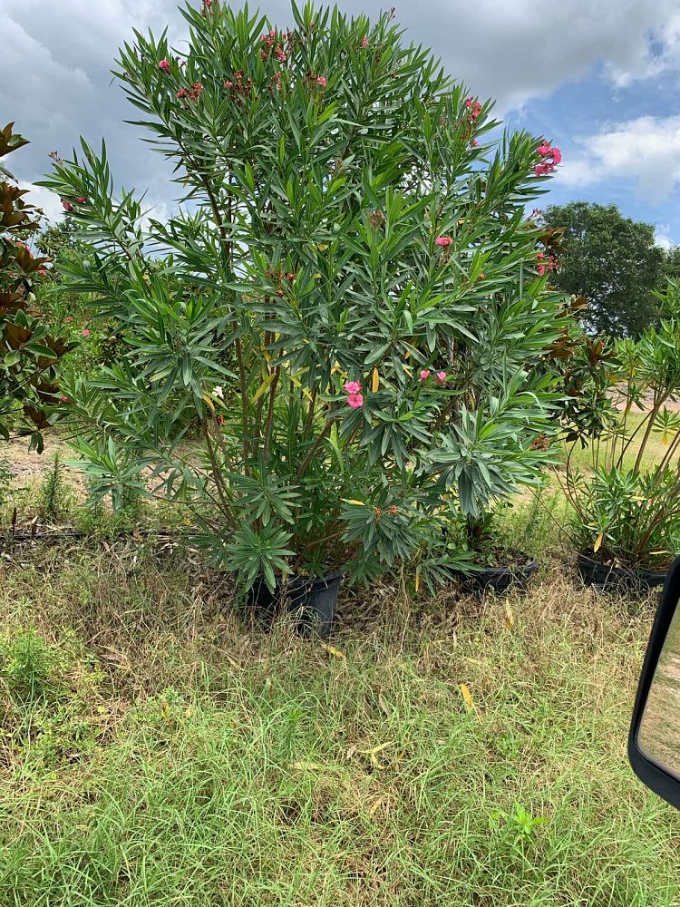 nerium-oleander-oleander