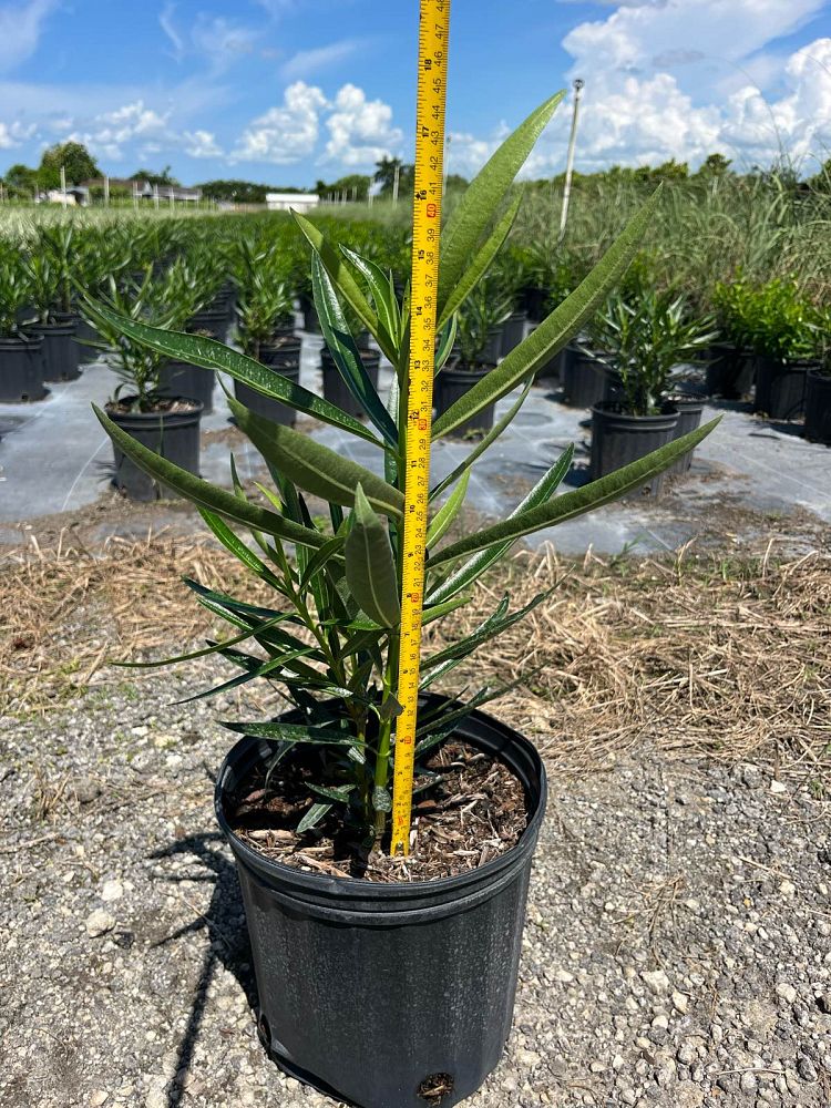 nerium-oleander-petite-pink-oleander