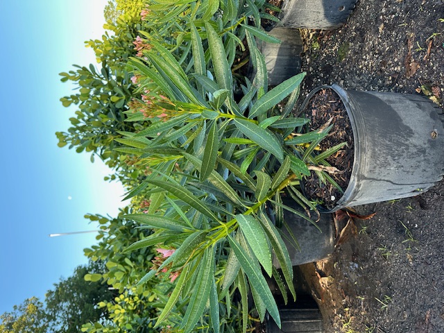 nerium-oleander-petite-pink-oleander