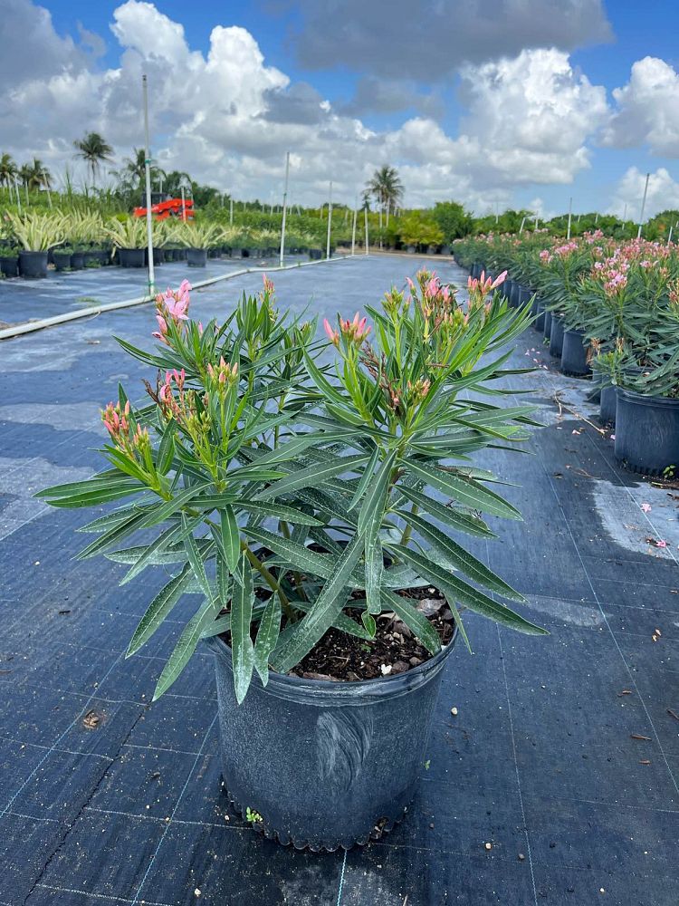 nerium-oleander-petite-pink-oleander