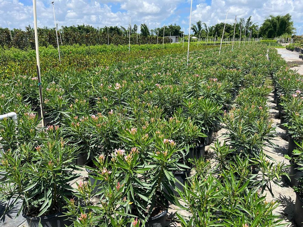 nerium-oleander-petite-pink-oleander