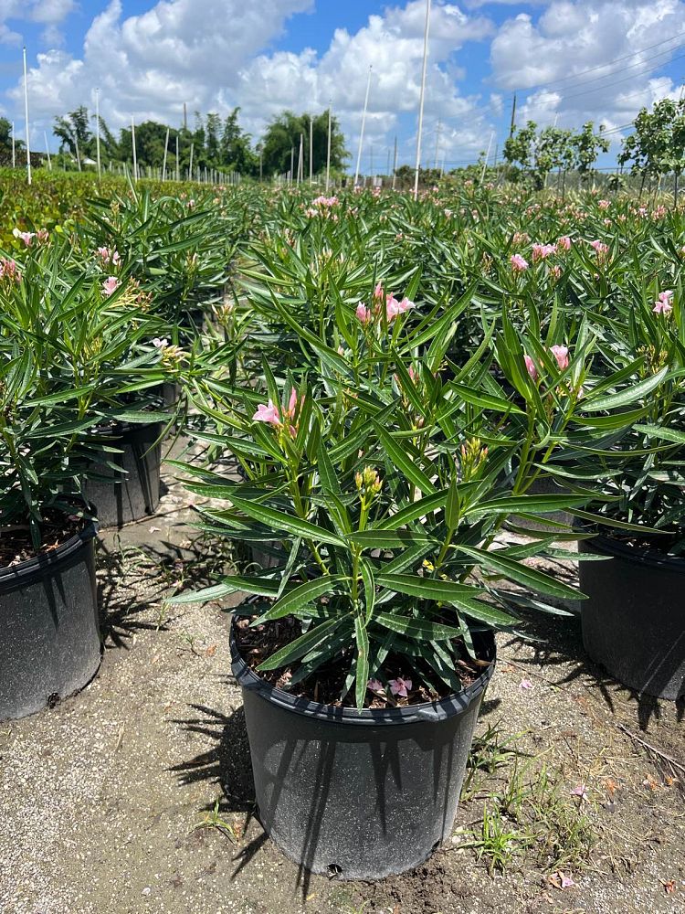 nerium-oleander-petite-pink-oleander