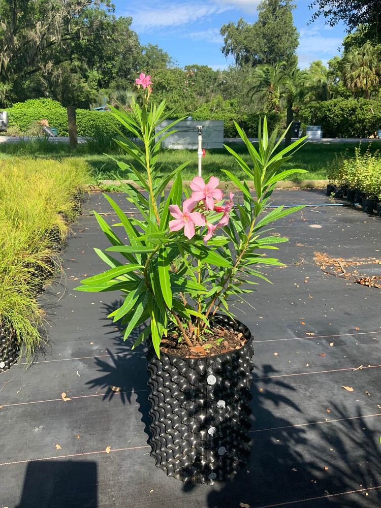 nerium-oleander-pink-beauty-oleander