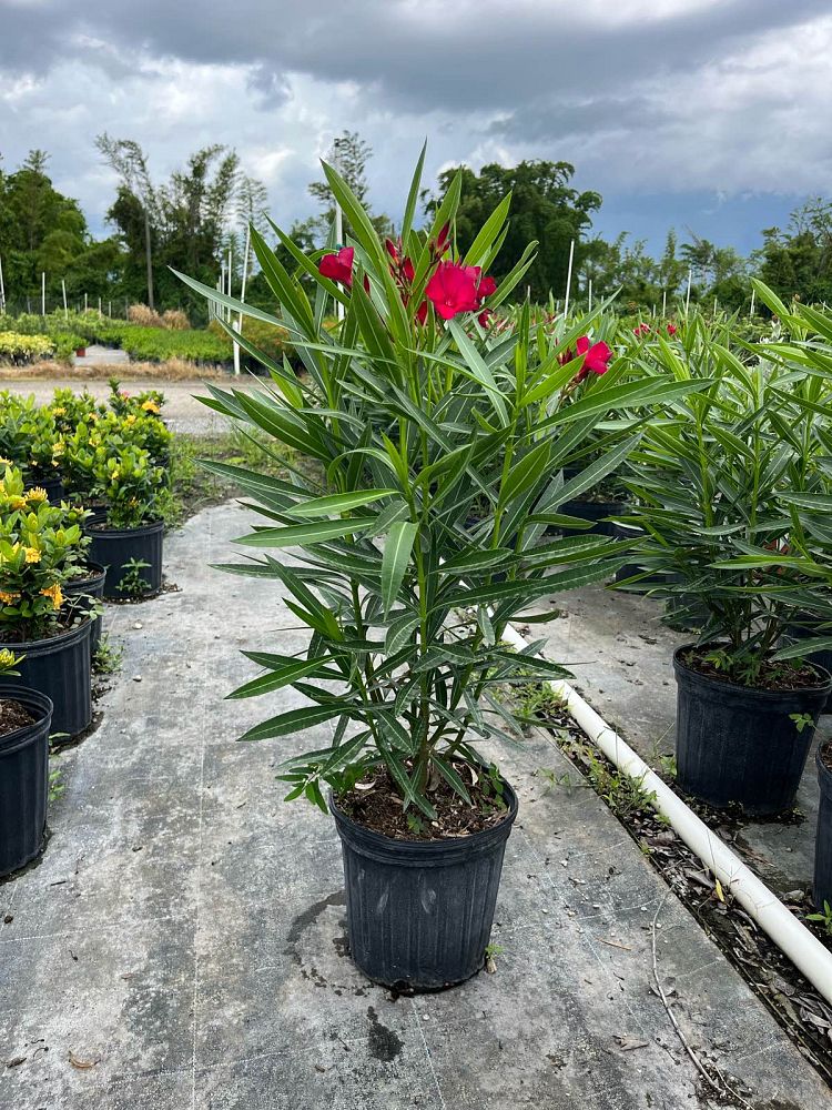 nerium-oleander-red-oleander
