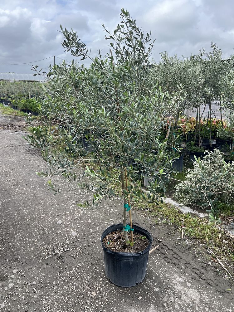 olea-europaea-arbequina-european-olive-edible