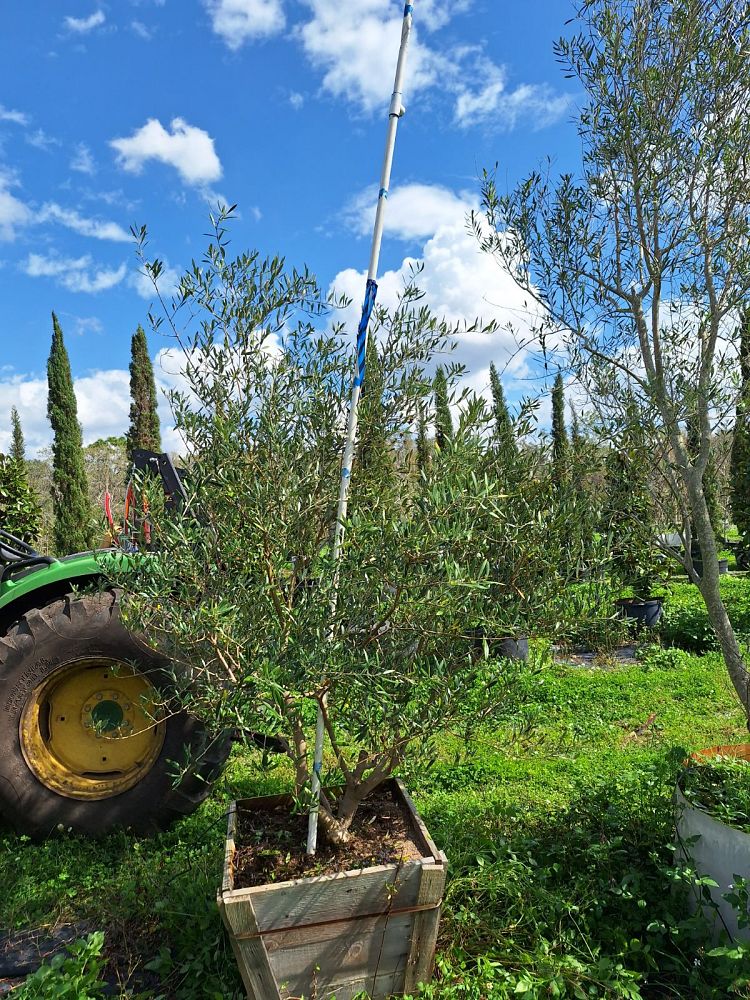 olea-europaea-arbequina-european-olive-edible