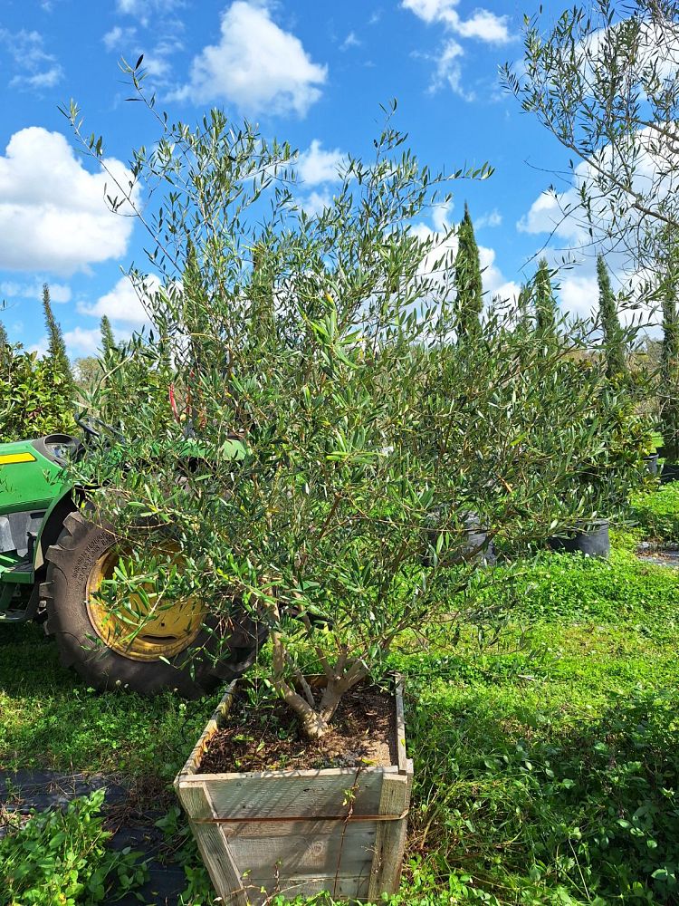 olea-europaea-arbequina-european-olive-edible