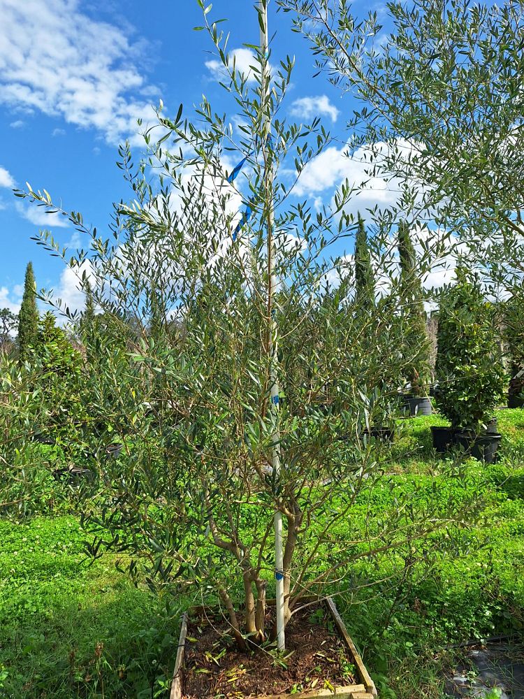 olea-europaea-arbequina-european-olive-edible