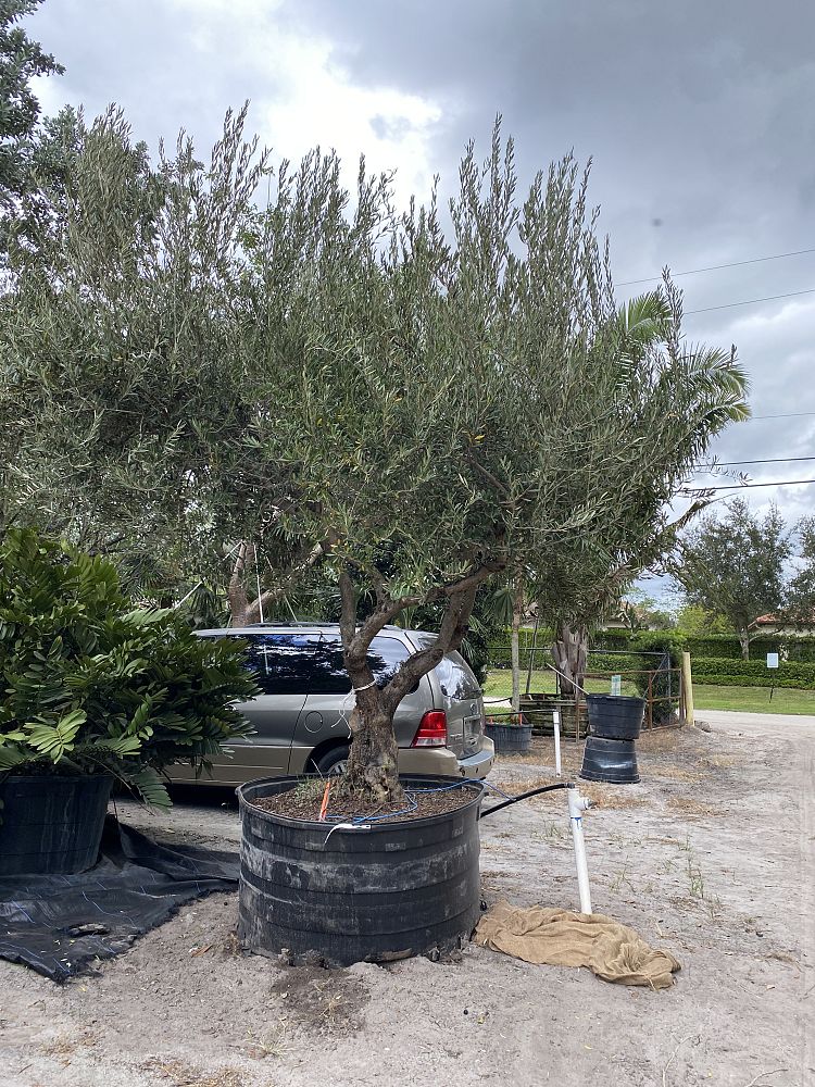 olea-europaea-european-olive-edible