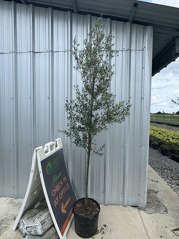 olea-europaea-european-olive-edible