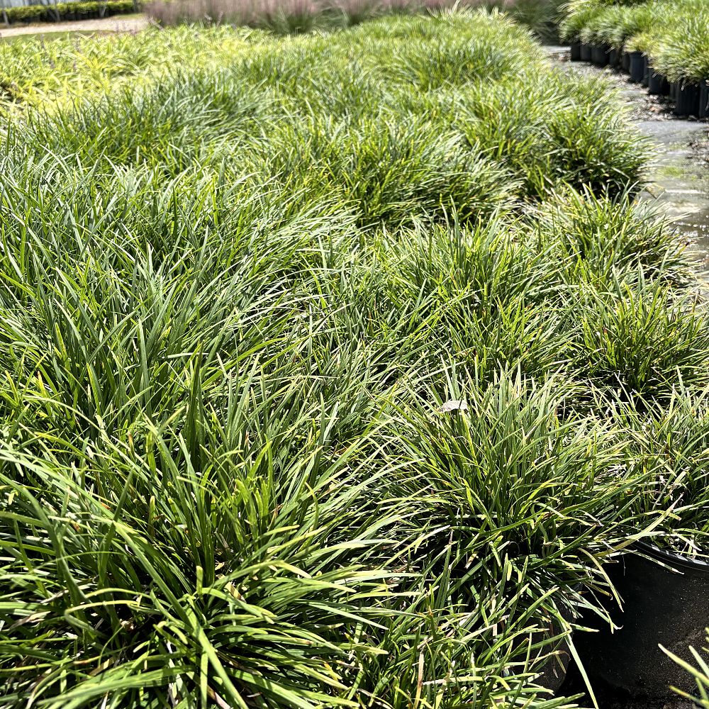 ophiopogon-clarki-clark-s-mondo-grass-clark-lily-turf