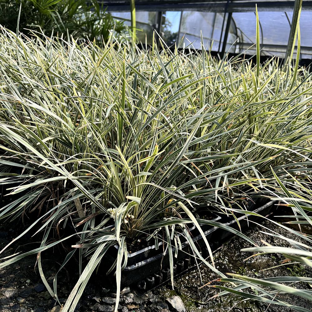 ophiopogon-intermedius-aztec-grass-variegated-liriope