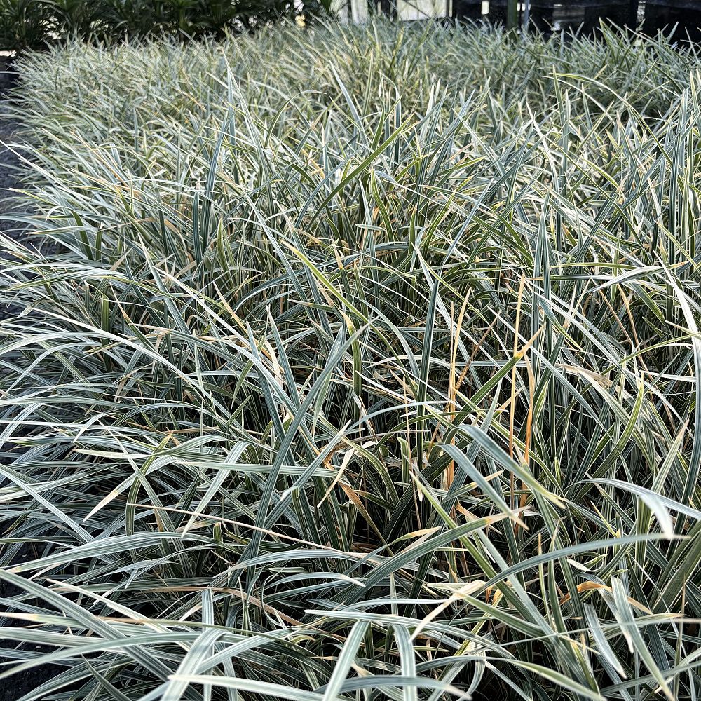 ophiopogon-intermedius-aztec-grass-variegated-liriope