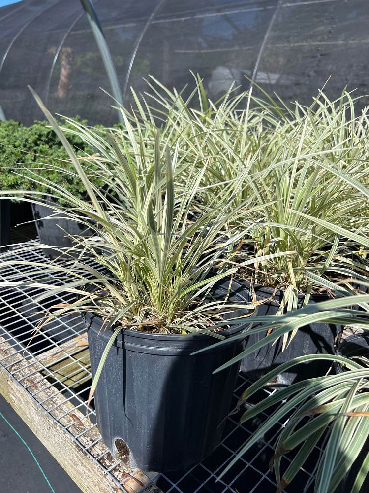 ophiopogon-intermedius-aztec-grass-variegated-liriope