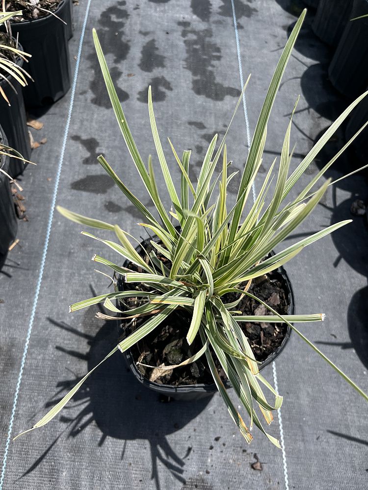 ophiopogon-intermedius-aztec-grass-variegated-liriope