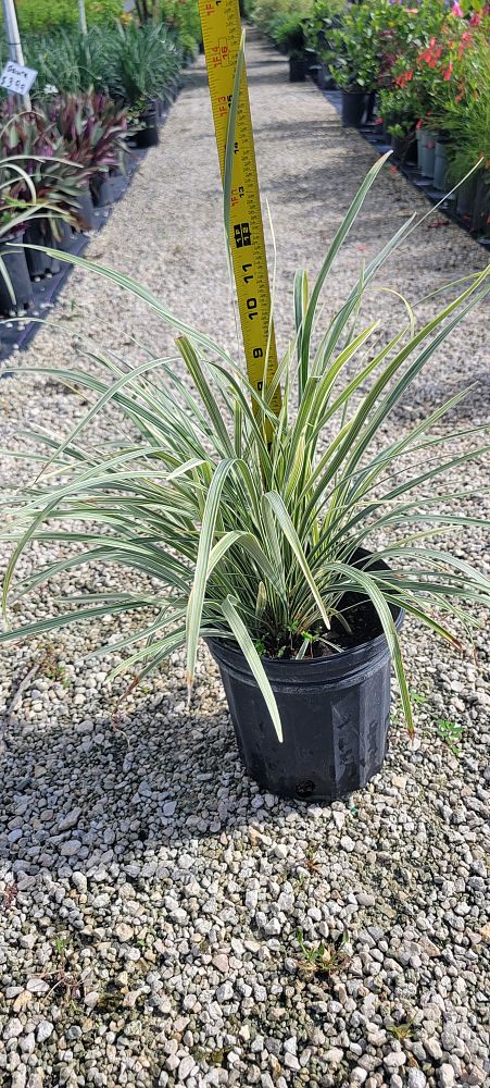 ophiopogon-intermedius-aztec-grass-variegated-liriope