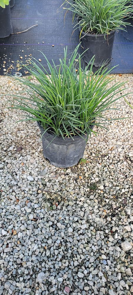 ophiopogon-jaburan-merton-jacobs-aztec-grass-mondo-grass-snakebeard-giant-lilyturf