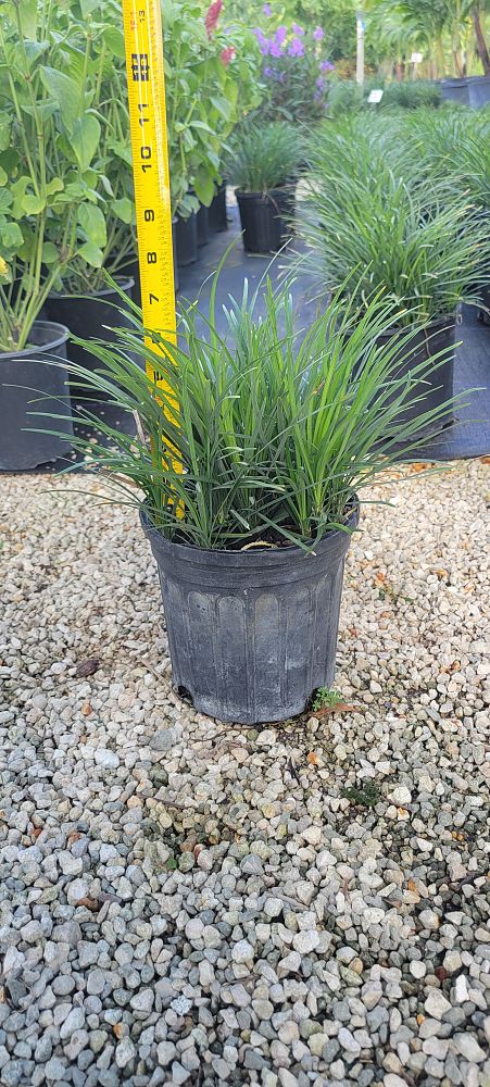 ophiopogon-jaburan-merton-jacobs-aztec-grass-mondo-grass-snakebeard-giant-lilyturf