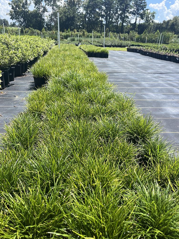 ophiopogon-japonicus-mondo-grass-lilyturf