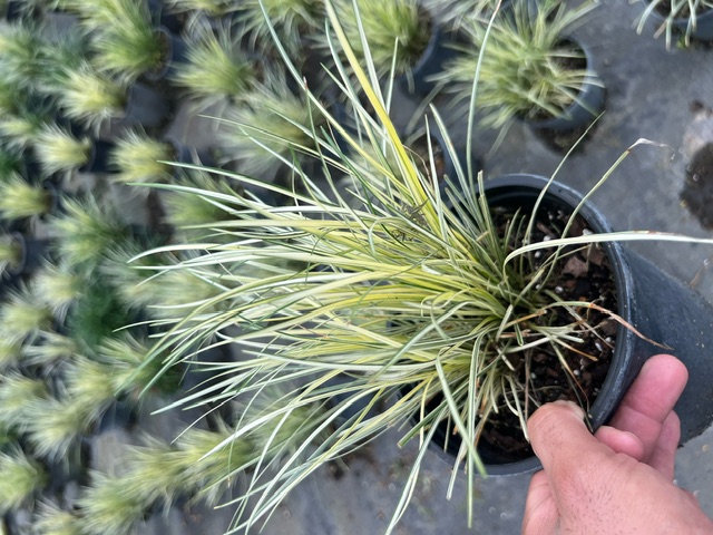 ophiopogon-japonicus-torafu-mondo-grass-variegated-mondo-grass