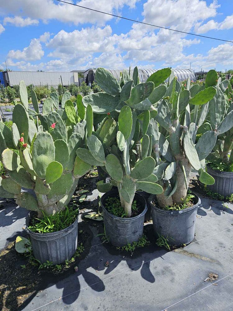 opuntia-prickly-pear-cactus