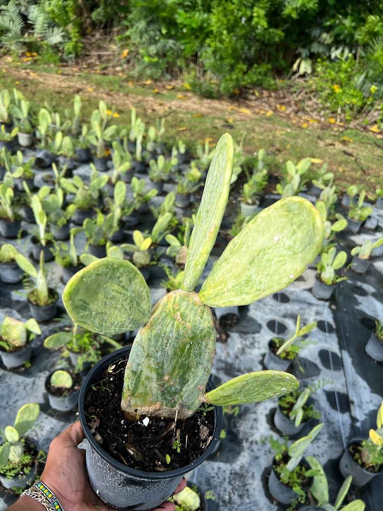 opuntia-prickly-pear-cactus