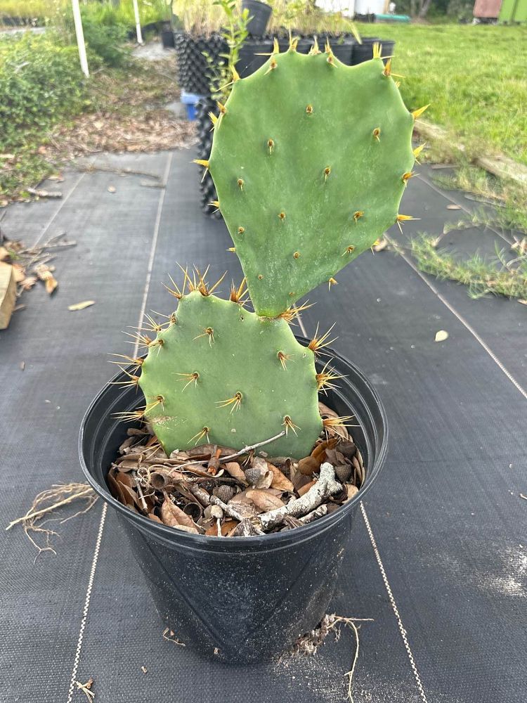 opuntia-stricta-prickly-pear-cactus