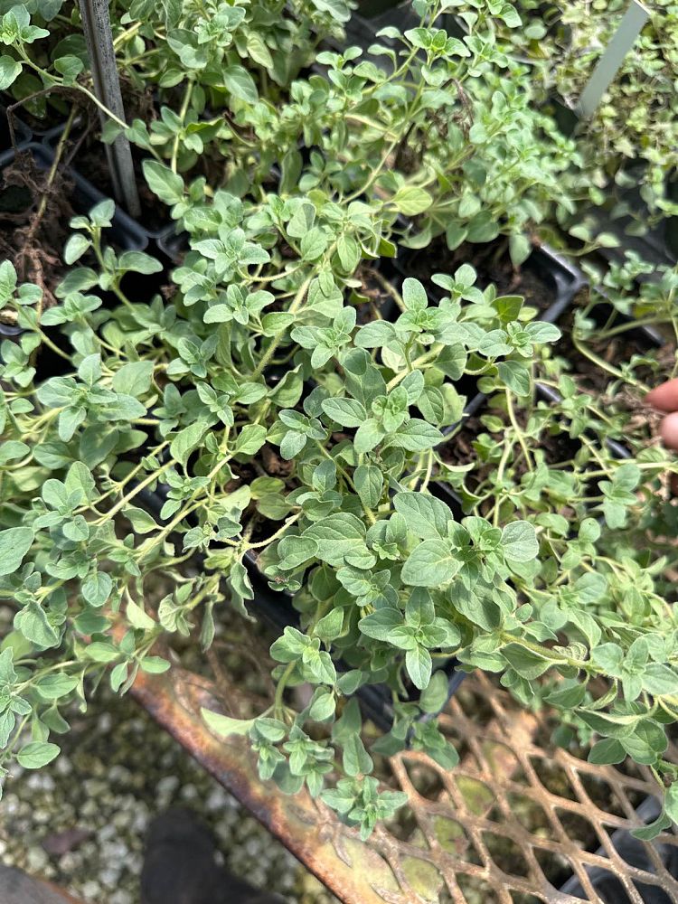 origanum-amanum-amanus-oregano