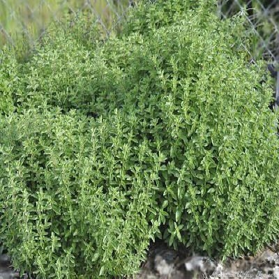 origanum-x-majoricum-hardy-marjoram-italian-oregano