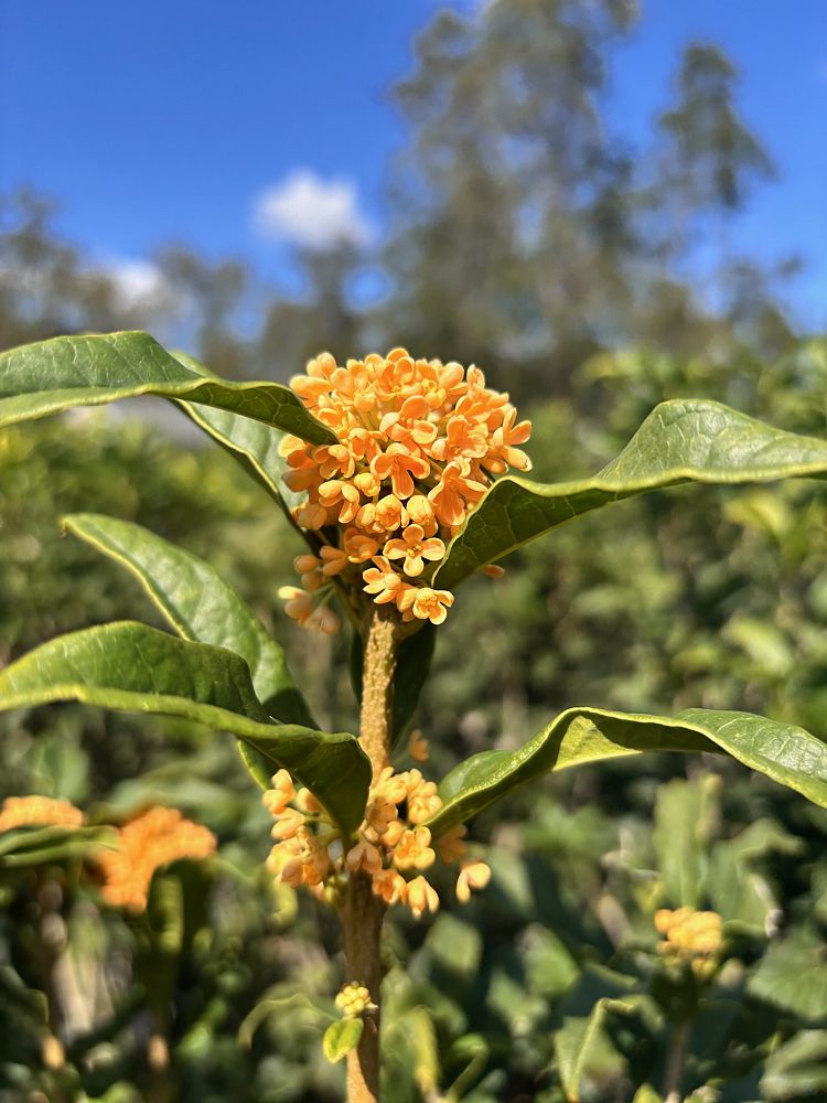 osmanthus-fragrans-aurantiacus-apricot-echo-orange-flower-sweet-olive-tea-olive