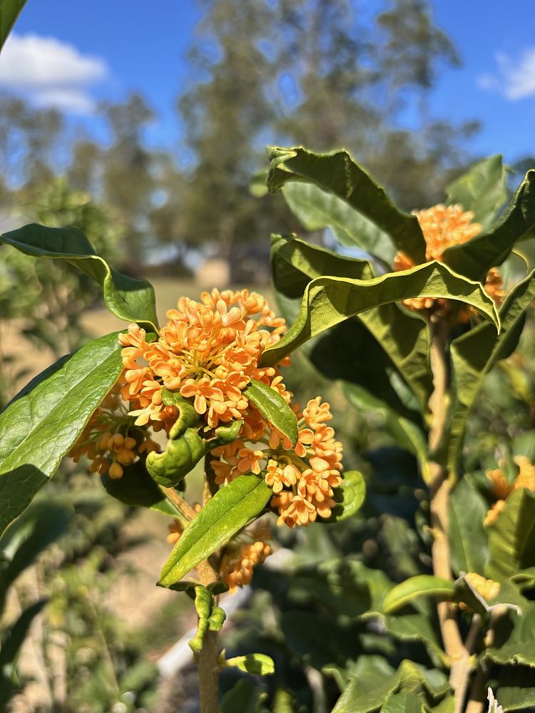 osmanthus-fragrans-aurantiacus-apricot-echo-orange-flower-sweet-olive-tea-olive