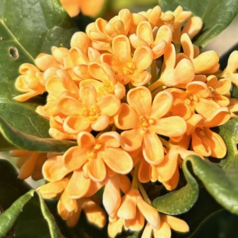 osmanthus-fragrans-aurantiacus-orange-flower-sweet-olive